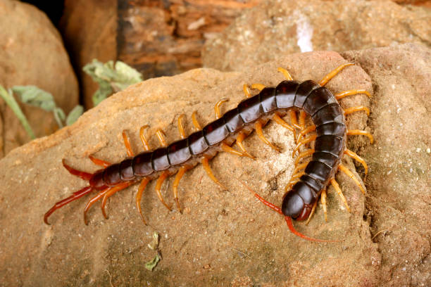 A dark brown and orange-yellow centipede with numerous legs and long antennae is crawling across a rocky surface.Retry
